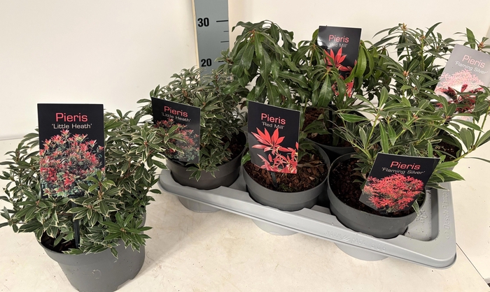 <h4>PIERIS JAPONICA</h4>