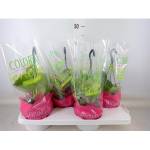 Scindapsus pictus 'Argyraeus'