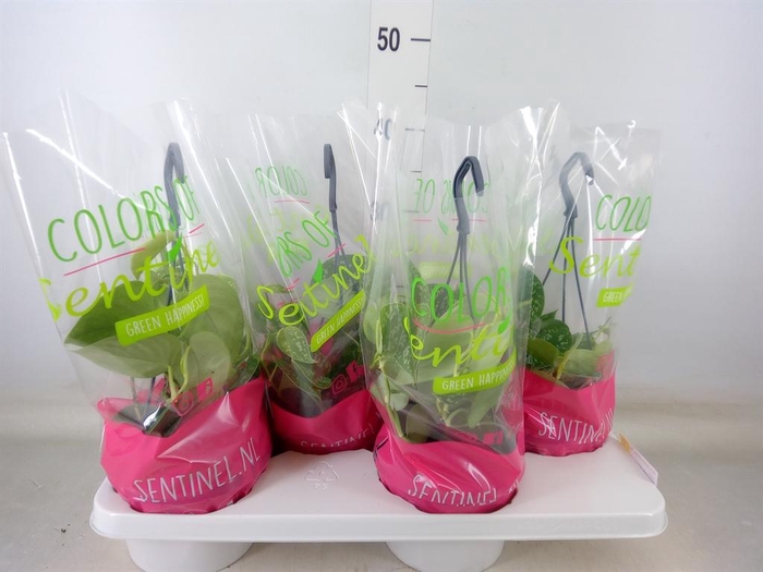 <h4>Scindapsus pictus 'Argyraeus'</h4>