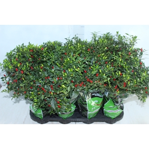 PIMENTA MALAGUETINHA P14