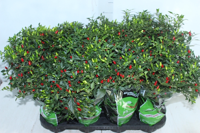 PIMENTA MALAGUETINHA P14