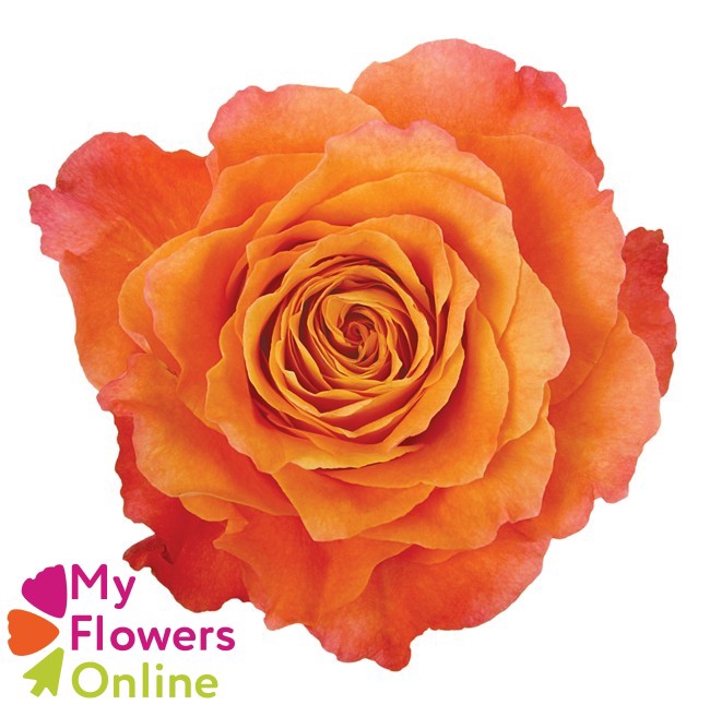 <h4>R Gr Free Spirit Orange 40cm EC</h4>
