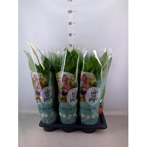 Spathiphyllum  'Vivaldi'