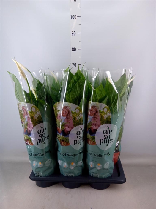 <h4>Spathiphyllum  'Vivaldi'</h4>