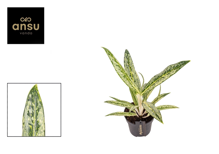 <h4>Aglaonema Matcha Lemon</h4>