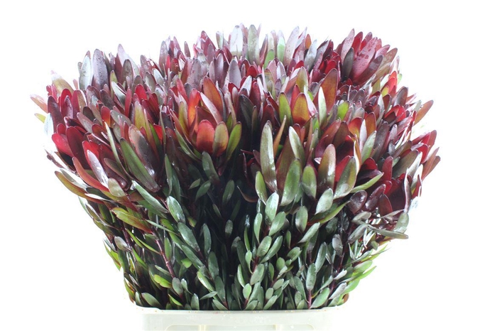 <h4>Leucad Saf Sunset</h4>