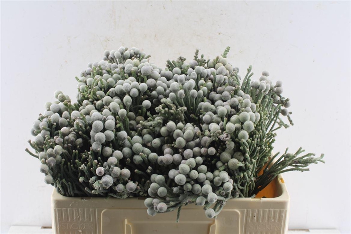 <h4>Kaaps Silver Brunia</h4>