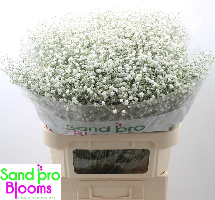 <h4>Gypsophila paniculata Xlence</h4>