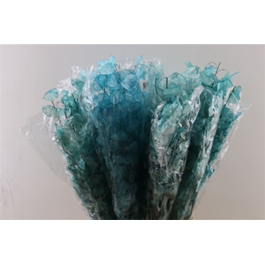 Dried Lunaria Light Blue 90cm P Bunch