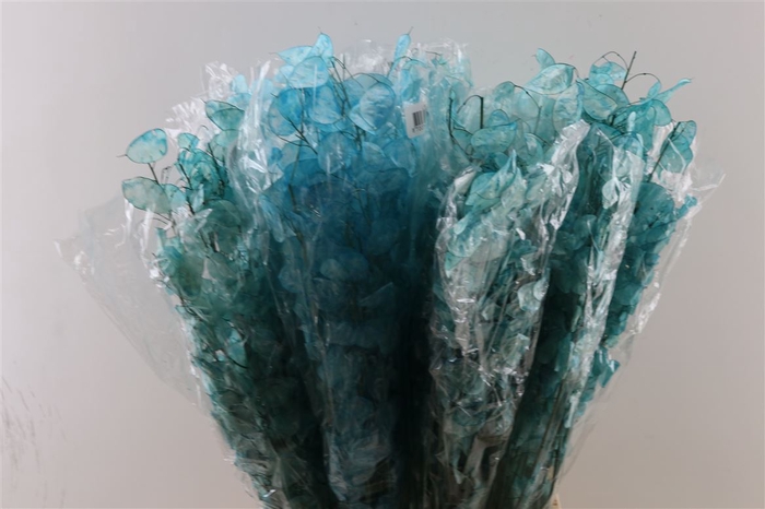 <h4>Dried Lunaria Light Blue 90cm P Bunch</h4>