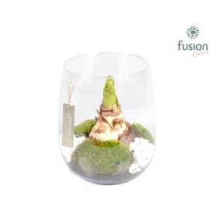 Windlicht met Amaryllis