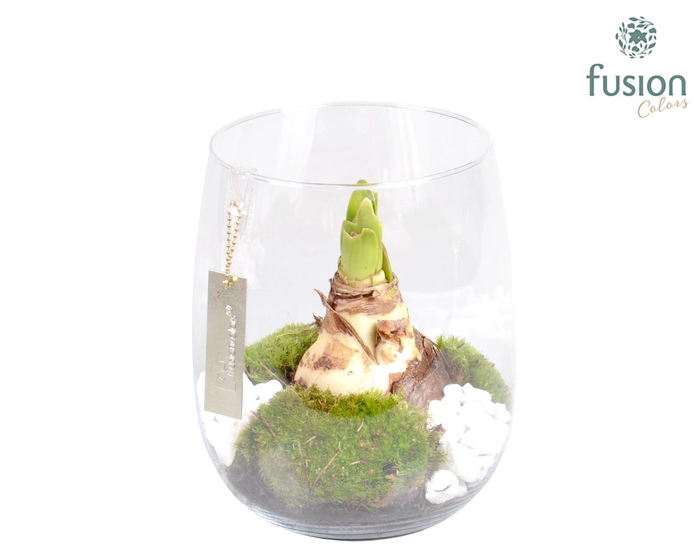 <h4>Windlicht met Amaryllis</h4>