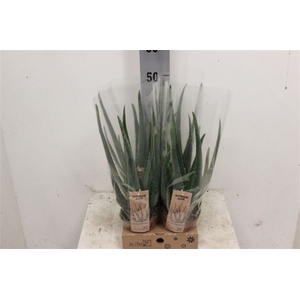 Aloe Vera 14cm