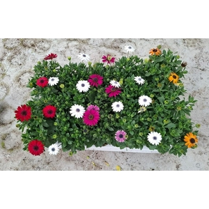 Osteospermum mix