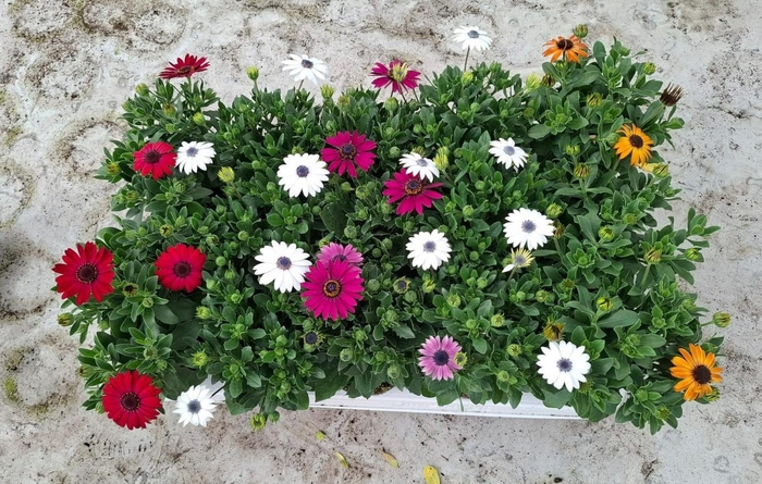 <h4>Osteospermum mix</h4>