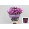 Limonium sinuatum Rosa Sun Birds