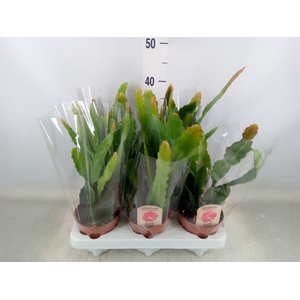 Epiphyllum   ...