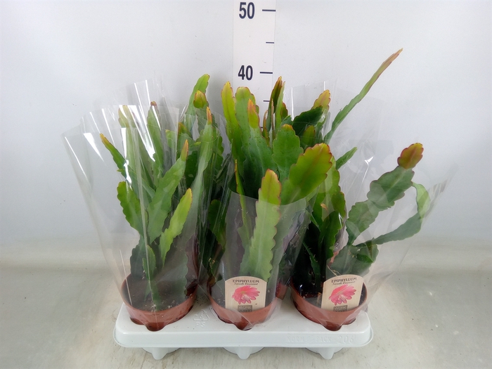 <h4>Epiphyllum   ...</h4>