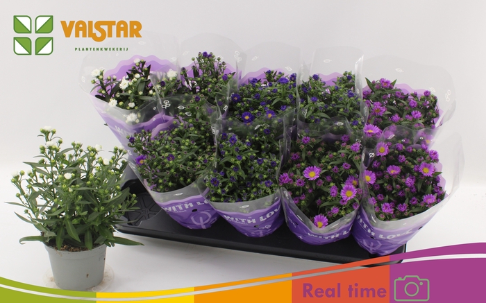 <h4>ASTE STARL GEM</h4>