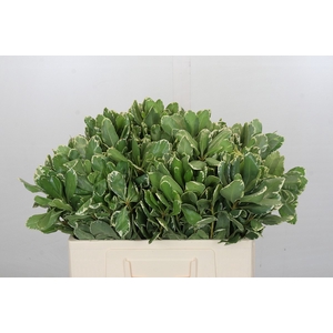 Pittosporum Ilan (Isr)