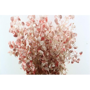 Dried Lunaria Red Glitter