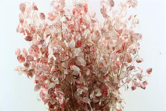 <h4>Dried Lunaria Red Glitter</h4>