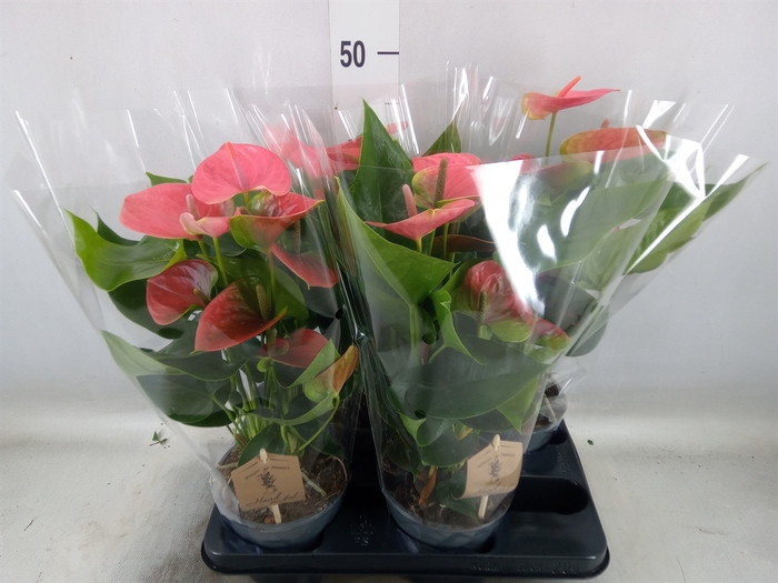 <h4>Anthurium andr. 'Sweet Dream'</h4>