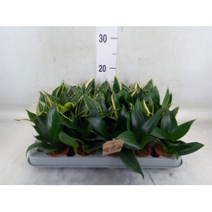Sansevieria trifa. 'Hahnii'