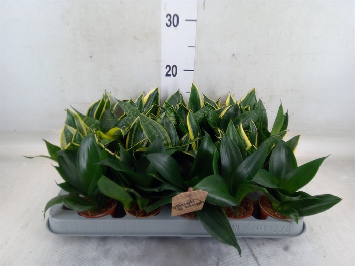 <h4>Sansevieria trifa. 'Hahnii'</h4>
