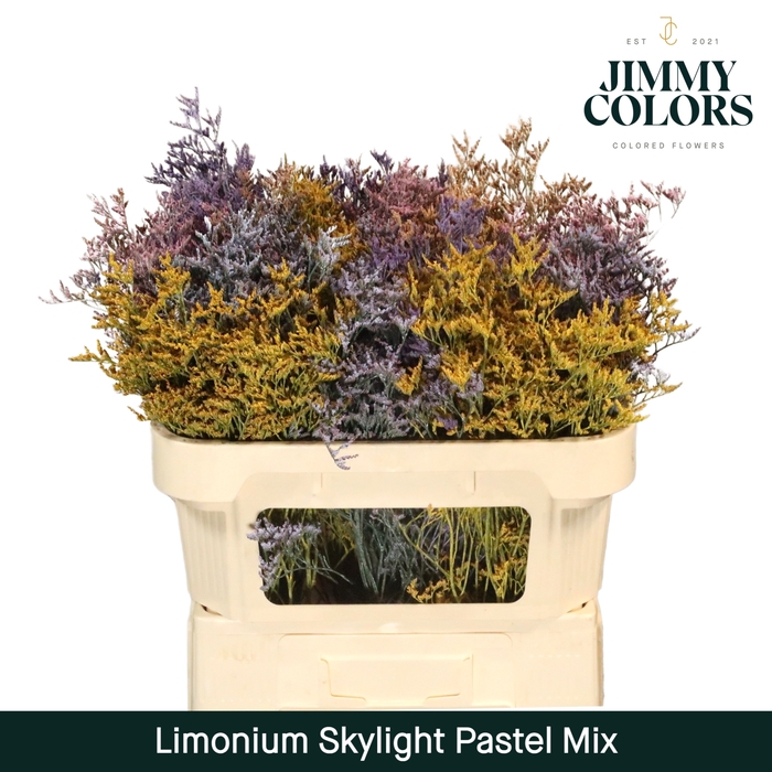 Limonium Skylight L70 Pastel mix