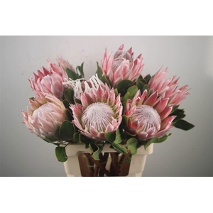 PROTEA CYNAROIDES