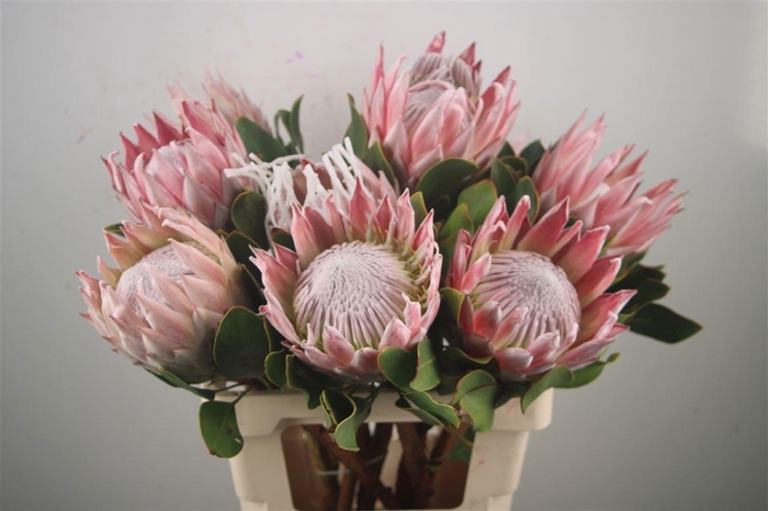 <h4>PROTEA CYNAROIDES</h4>