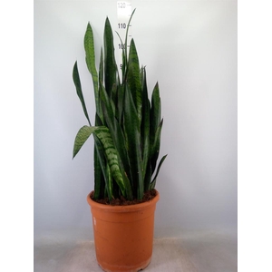 Sansevieria zeylanica