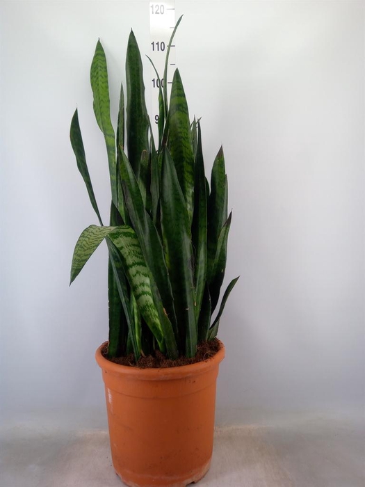 <h4>Sansevieria zeylanica</h4>