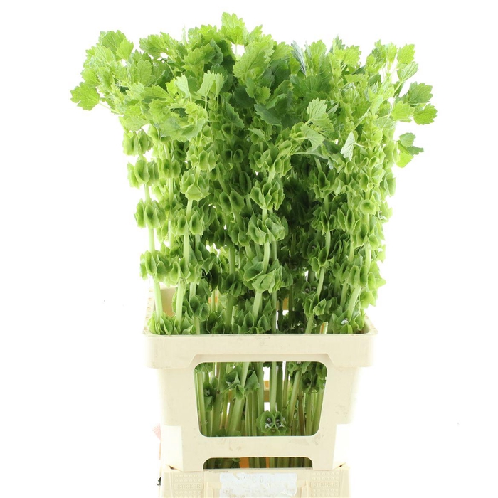 <h4>Moluccella Stuk</h4>