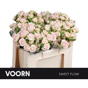 Rosa TR 'Sweet Flow VOORN