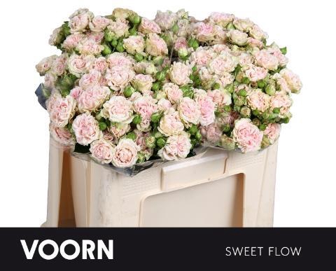 <h4>Rosa TR 'Sweet Flow VOORN</h4>