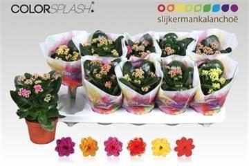 <h4>KAL GE GEM 6 KL</h4>