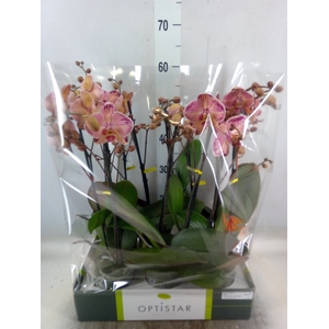 Phalaenopsis   ...red