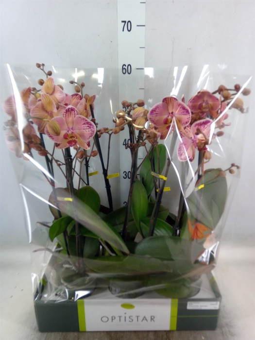 <h4>Phalaenopsis   ...red</h4>