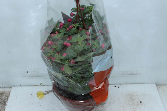 <h4>BRINCO DE PRINCESA C21</h4>