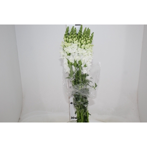 BOCA DE LEAO BRANCA 070 CM