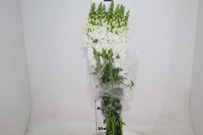 <h4>BOCA DE LEAO BRANCA 070 CM</h4>