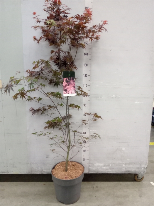 <h4>Acer palmatum 'Bloodgood'</h4>