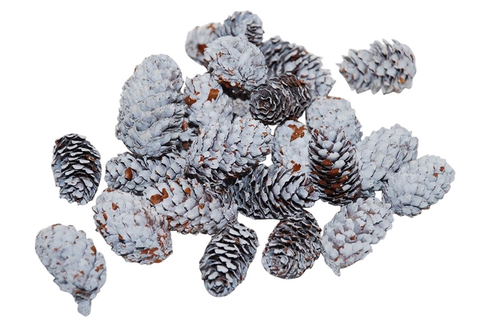 Pinecone Mini Spruce 180g L4