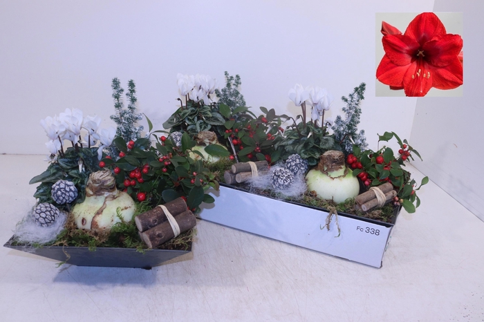 <h4>ARR HIPPEASTRUM</h4>