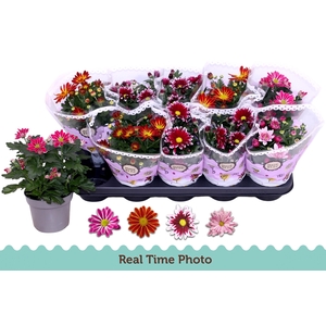 CHRYS GEM 2 KL BLOEM