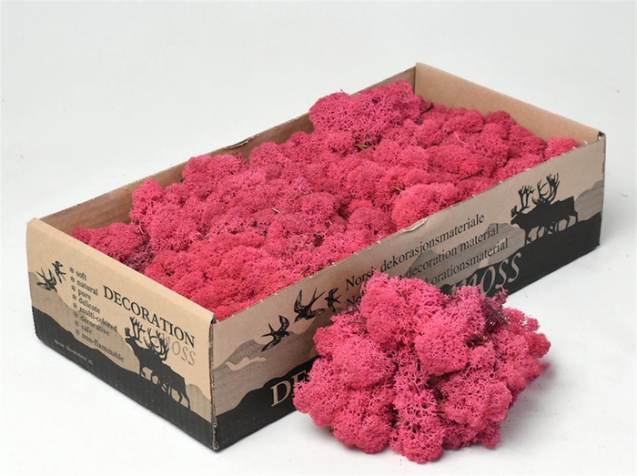 <h4>Mos Rendier Fuchsia Gepr 500gr</h4>