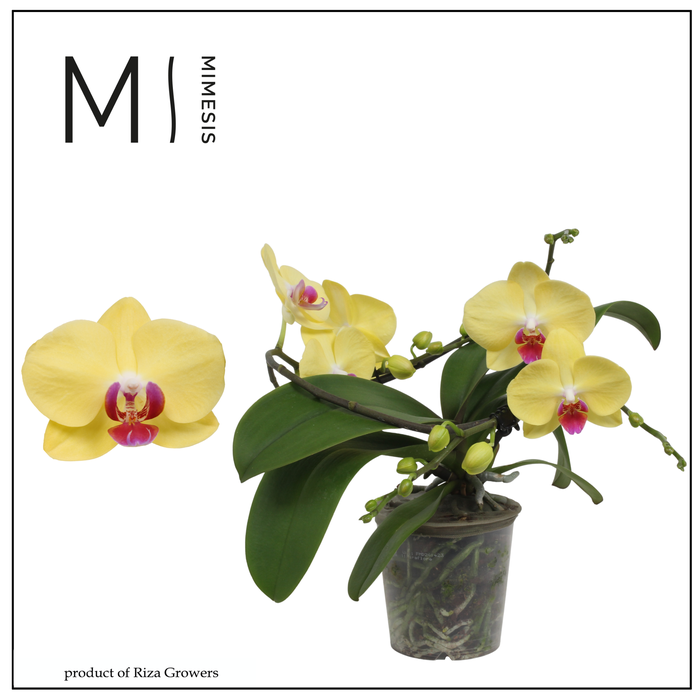 <h4>Phalaenopsis Muse Yellow 25+ - 12cm | Mimesis</h4>