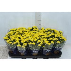 CRISANTEMO MINI P11 AMARELO